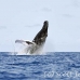 whale_humpback_h_00422_dom2469.jpg